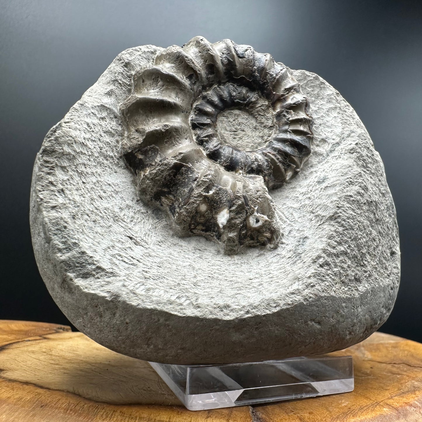 Androgynoceras maculatum ammonite fossil with box and stand - Whitby, North Yorkshire Jurassic Coast Yorkshire Fossils