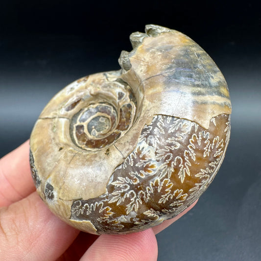 Puzosia Ammonite Fossil With Box And Stand - Cretaceous Ammonite Madagascar