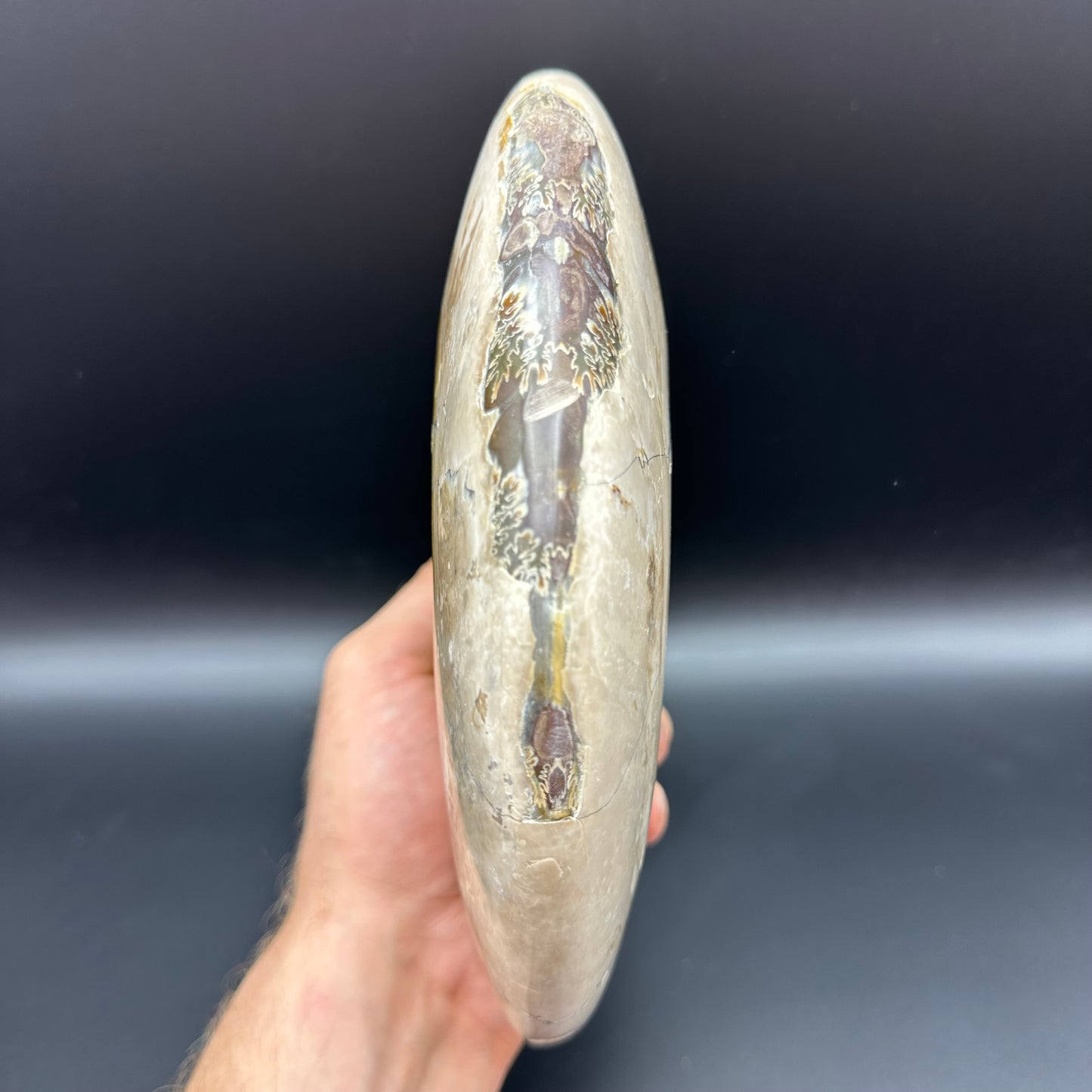 Cleoniceras Ammonite Fossil With Stand - Cretaceous Ammonite Madagascar