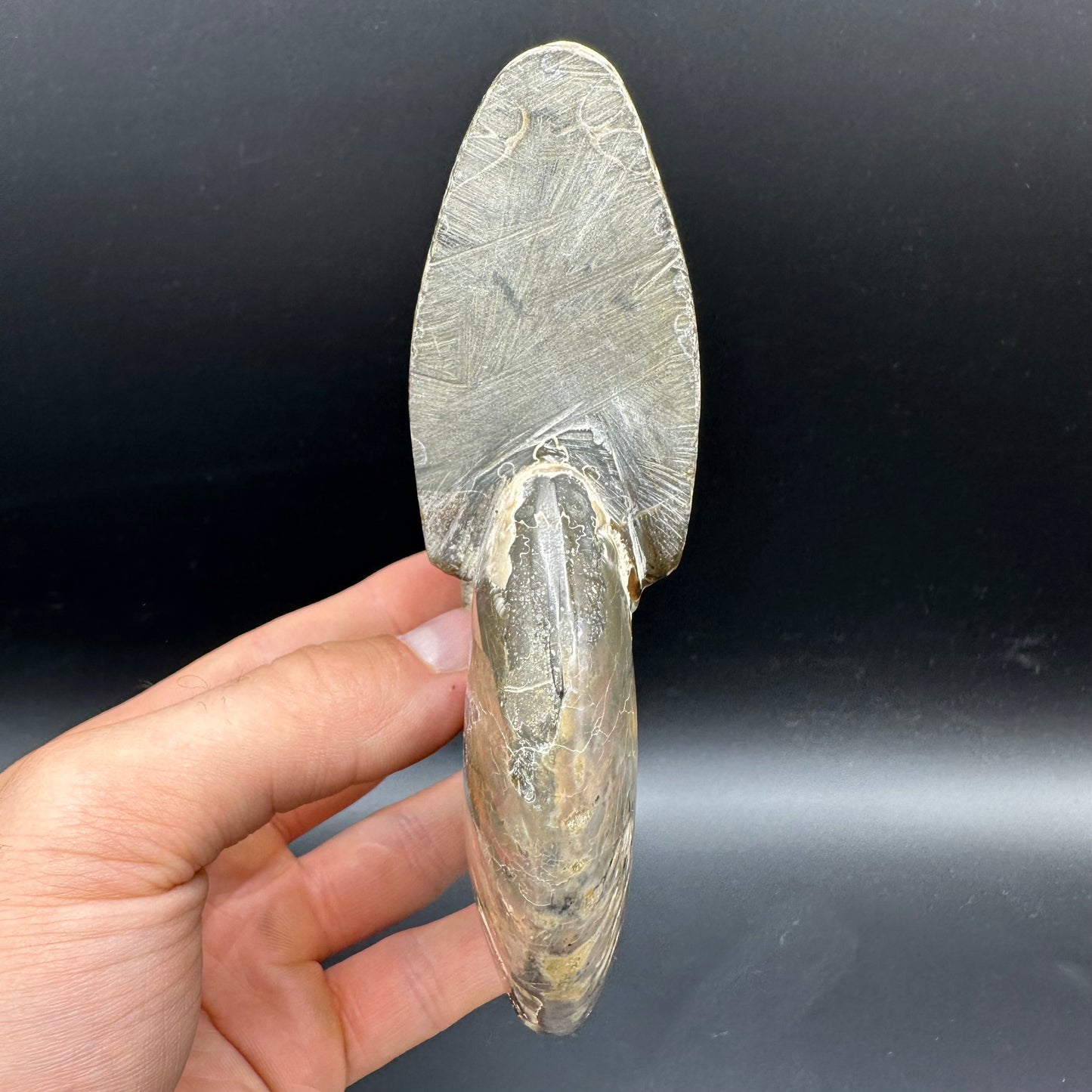 Cleoniceras Ammonite Fossil With Stand - Cretaceous Ammonite Madagascar