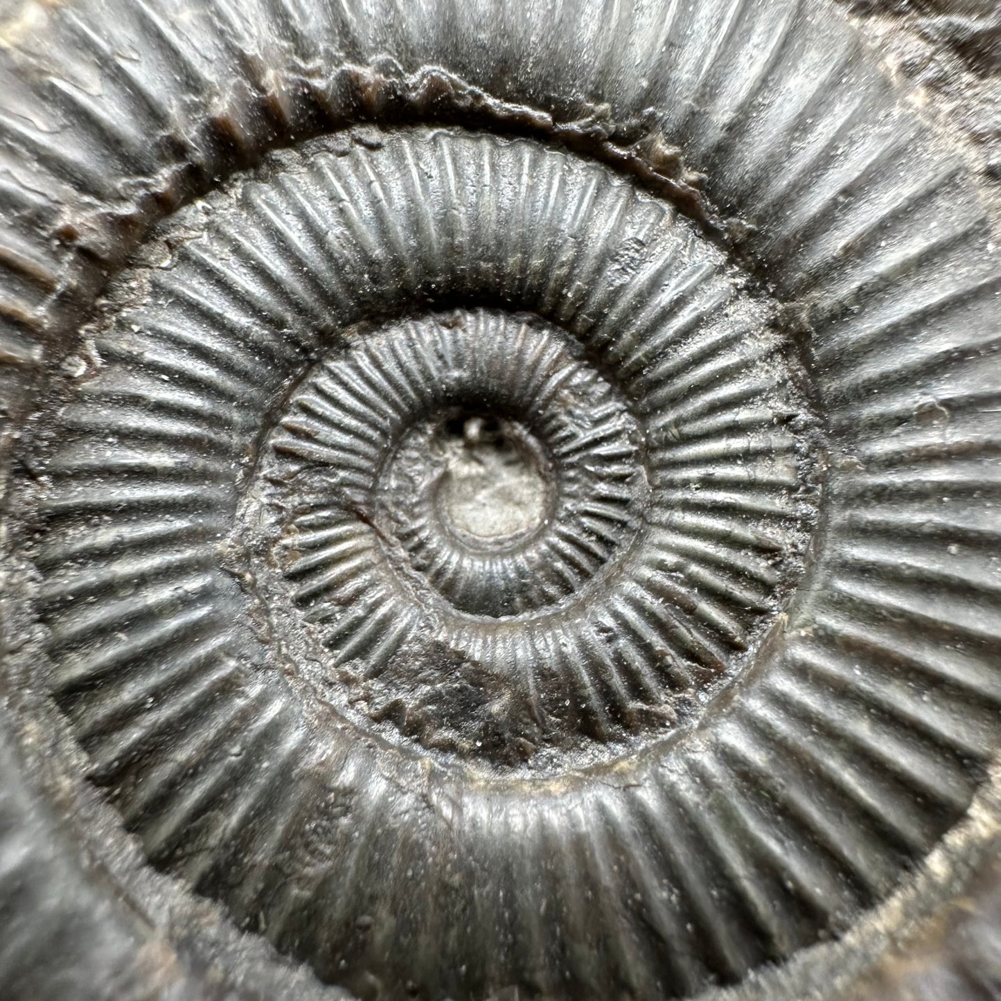 Dactylioceras Ammonite Fossil With Box And Stand - Whitby, North Yorkshire Jurassic Coast Yorkshire Fossils