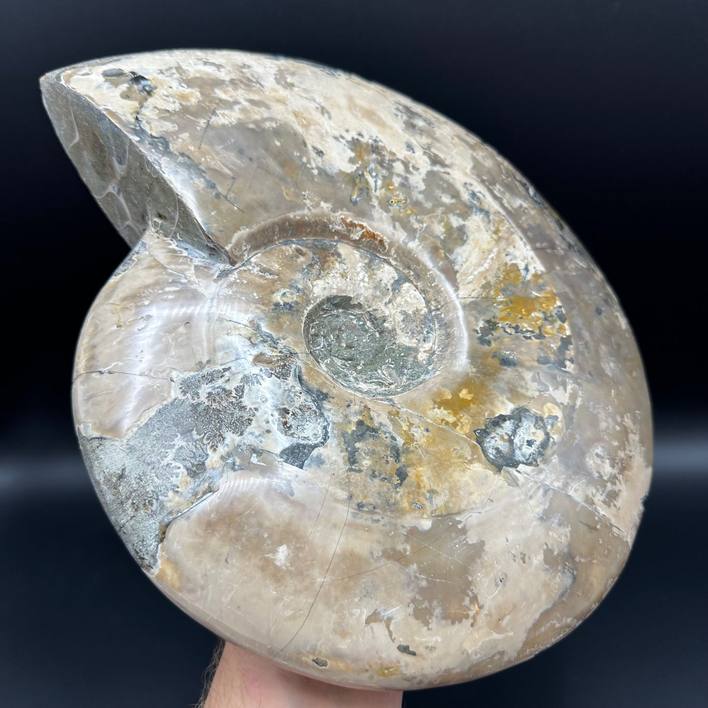 Cleoniceras Ammonite Fossil With Stand - Cretaceous Ammonite Madagascar