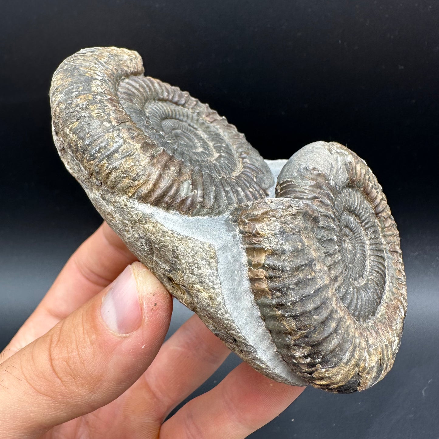 Dactylioceras Ammonite Fossil With Box And Stand - Whitby, North Yorkshire Jurassic Coast Yorkshire Fossils