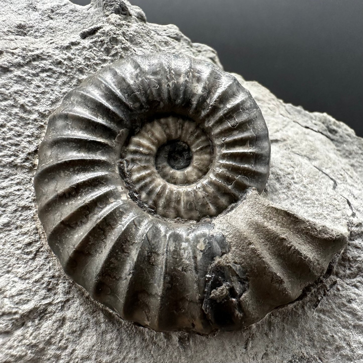 Aegasteroceras sagittarium ammonite fossil with box and stand - Whitby, North Yorkshire Jurassic Coast Yorkshire Fossils