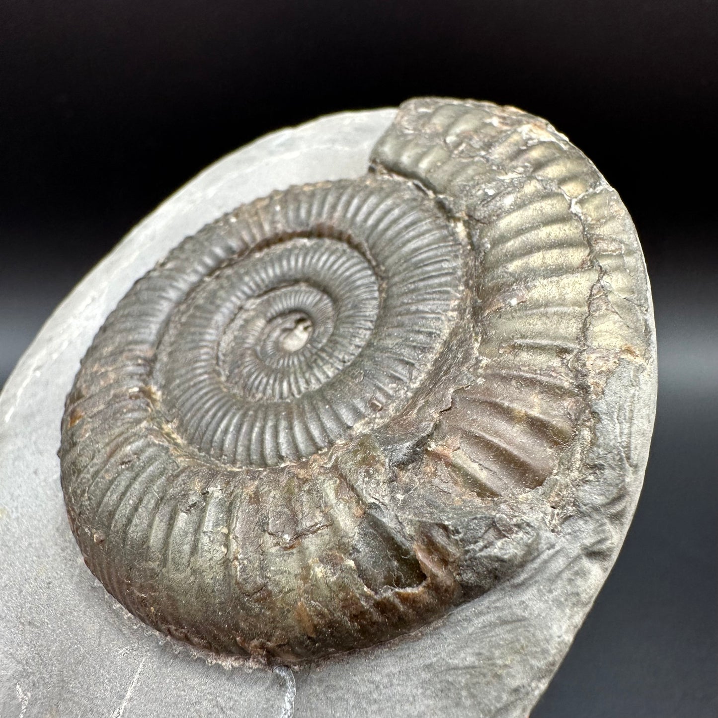 Dactylioceras Ammonite Fossil With Box And Stand - Whitby, North Yorkshire Jurassic Coast Yorkshire Fossils