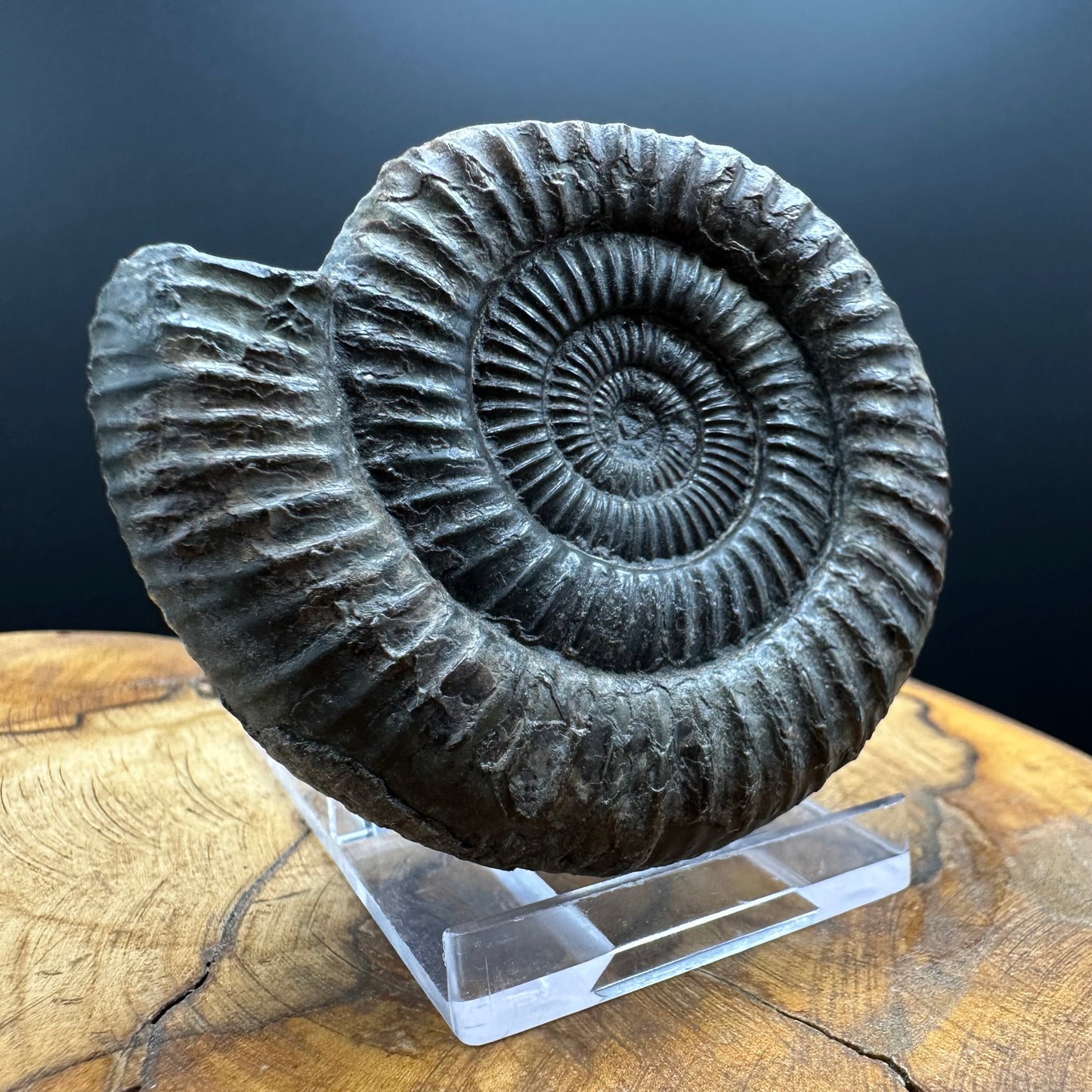 Dactylioceras Ammonite Fossil With box and Stand - Whitby, North Yorkshire Jurassic Coast Yorkshire Fossils