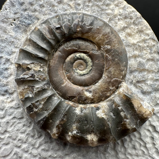 Arnioceras ammonite shell fossil with box and stand - Whitby, North Yorkshire Jurassic Coast Yorkshire Fossils