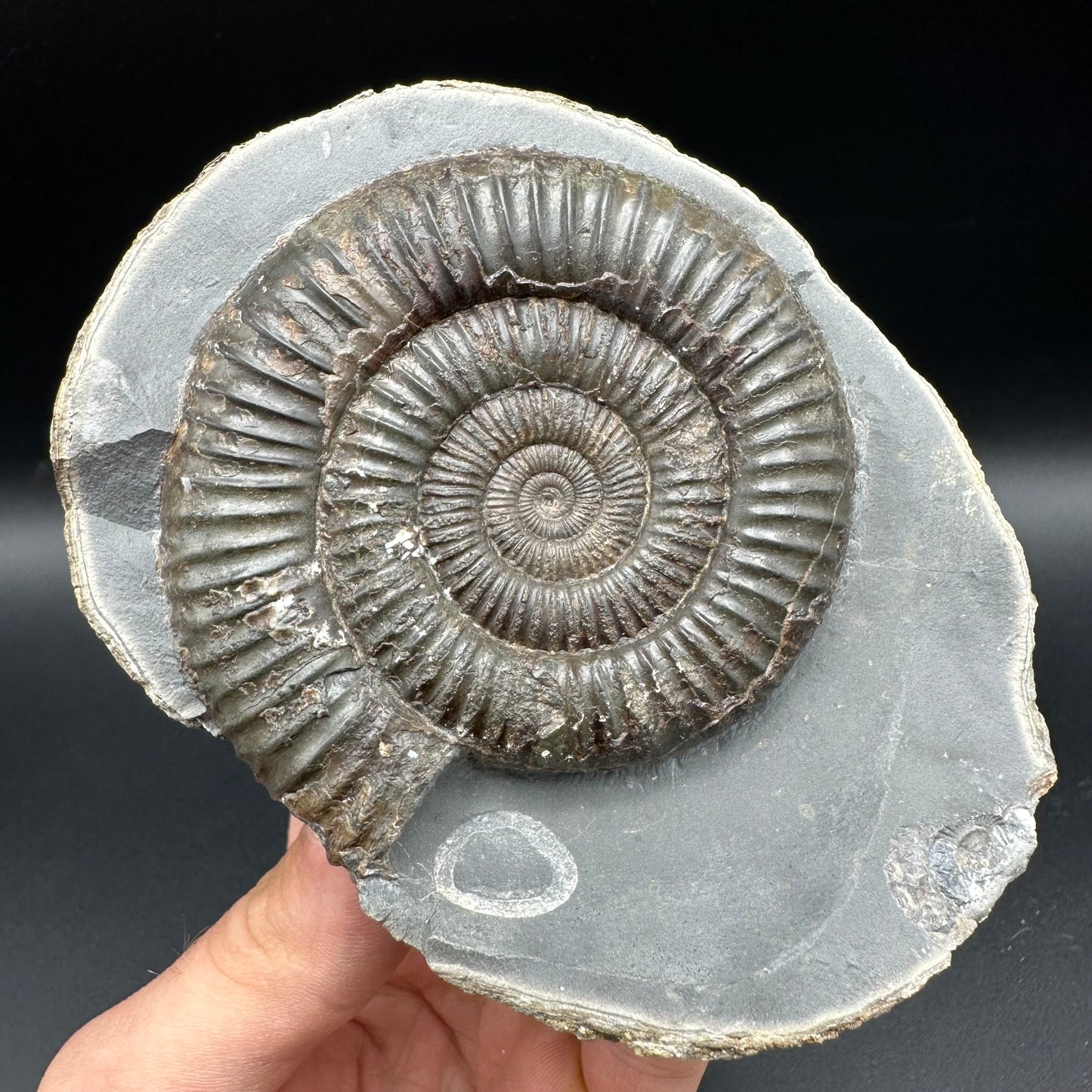 Dactylioceras Ammonite nodule (split pair) Fossil With Stand - Whitby, North Yorkshire Jurassic Coast Yorkshire Fossils