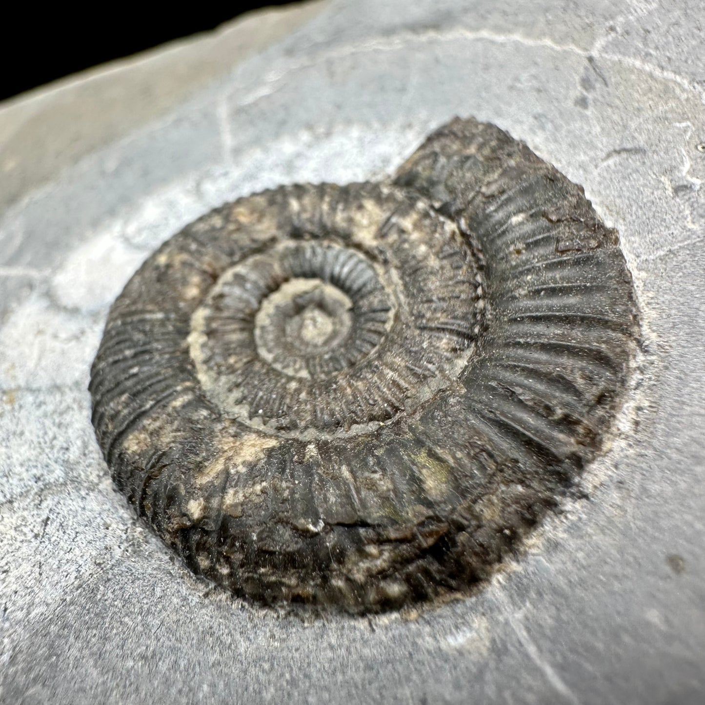Dactylioceras Ammonite Fossil With Box And Stand - Whitby, North Yorkshire Jurassic Coast Yorkshire Fossils