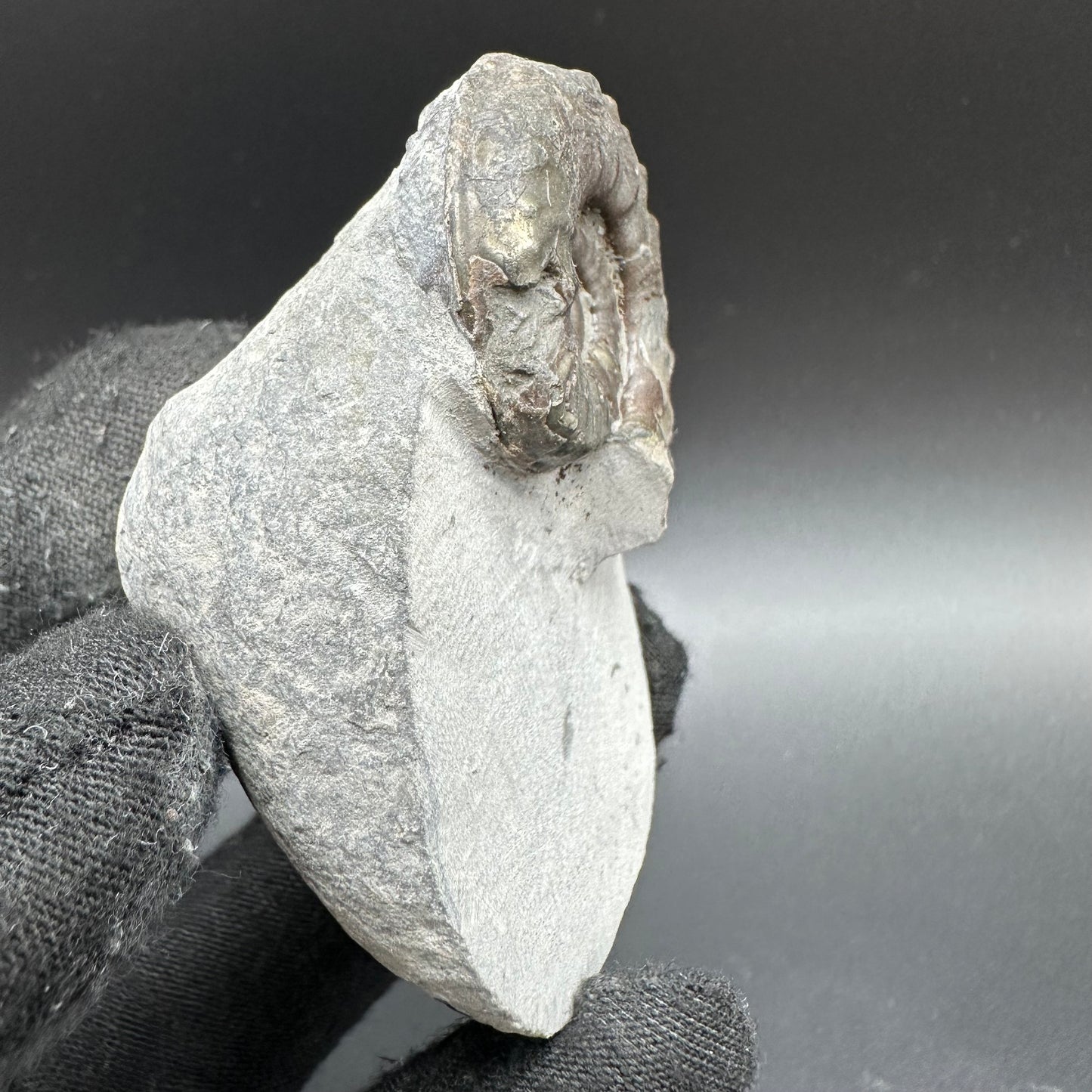 Agassiceras shell fossil with box and stand - Whitby, North Yorkshire Jurassic Coast Yorkshire Fossils