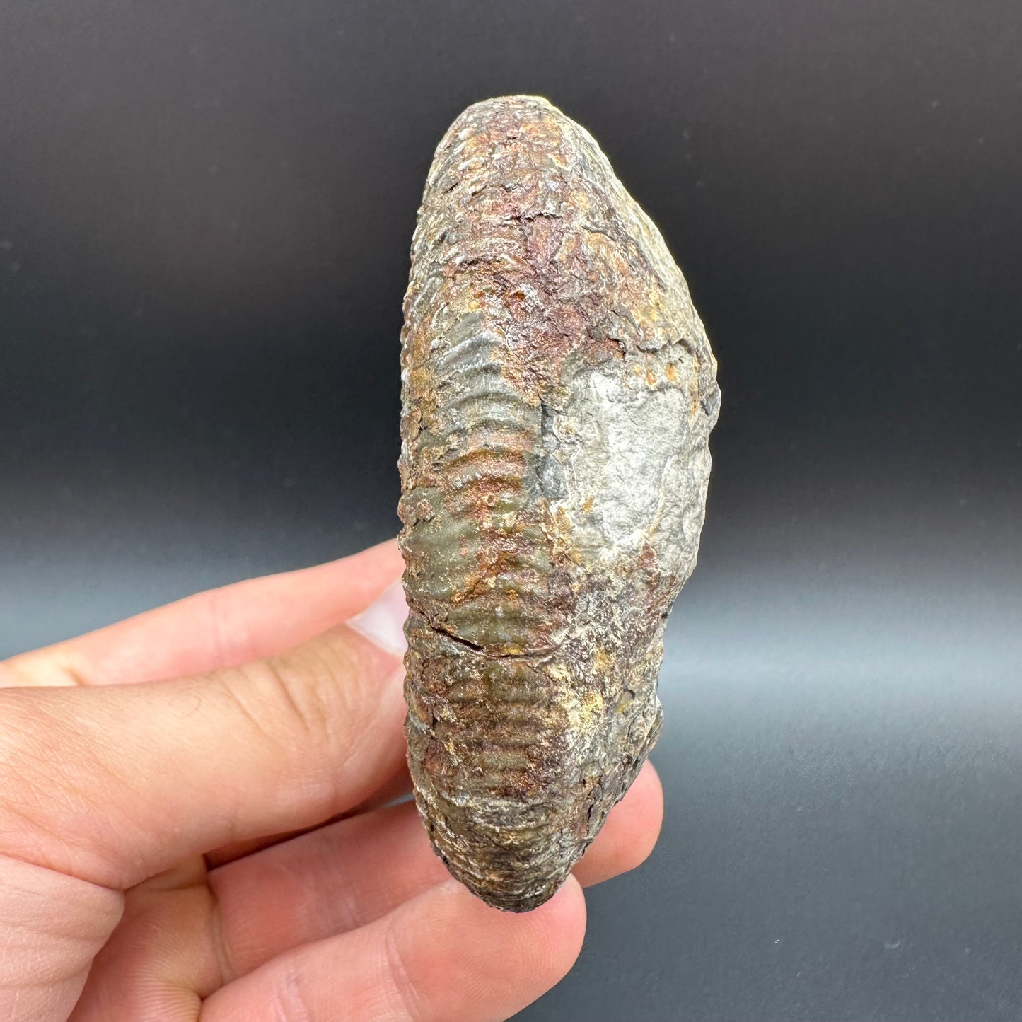 Dactylioceras Ammonite Fossil With Box And Stand - Whitby, North Yorkshire Jurassic Coast Yorkshire Fossils