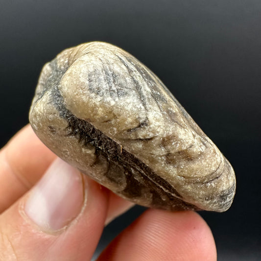 Shell fossil with box and stand - Whitby, North Yorkshire, Jurassic Coast, Yorkshire Fossils
