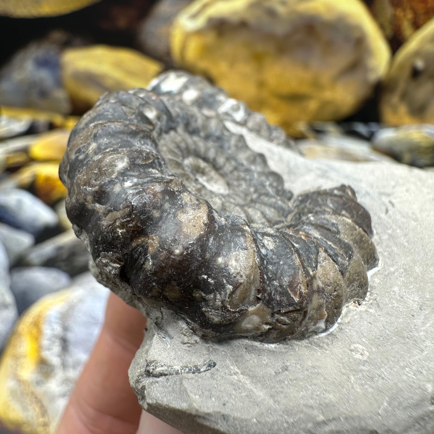 Androgynoceras maculatum ammonite fossil - Whitby, North Yorkshire Jurassic Coast Yorkshire Fossils