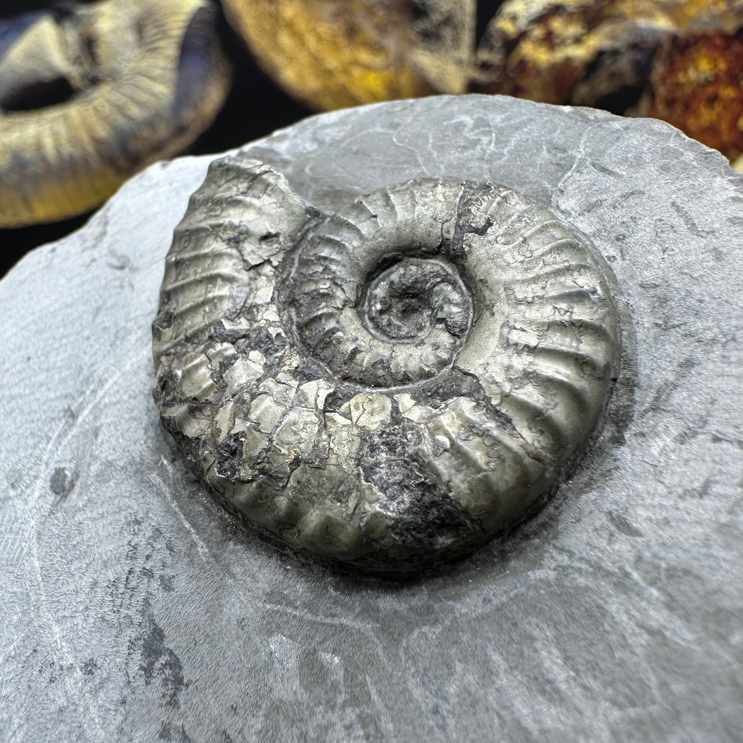 Hildoceras lusitanicum ammonite fossil - Whitby, North Yorkshire, Jurassic Coast, Yorkshire Fossils