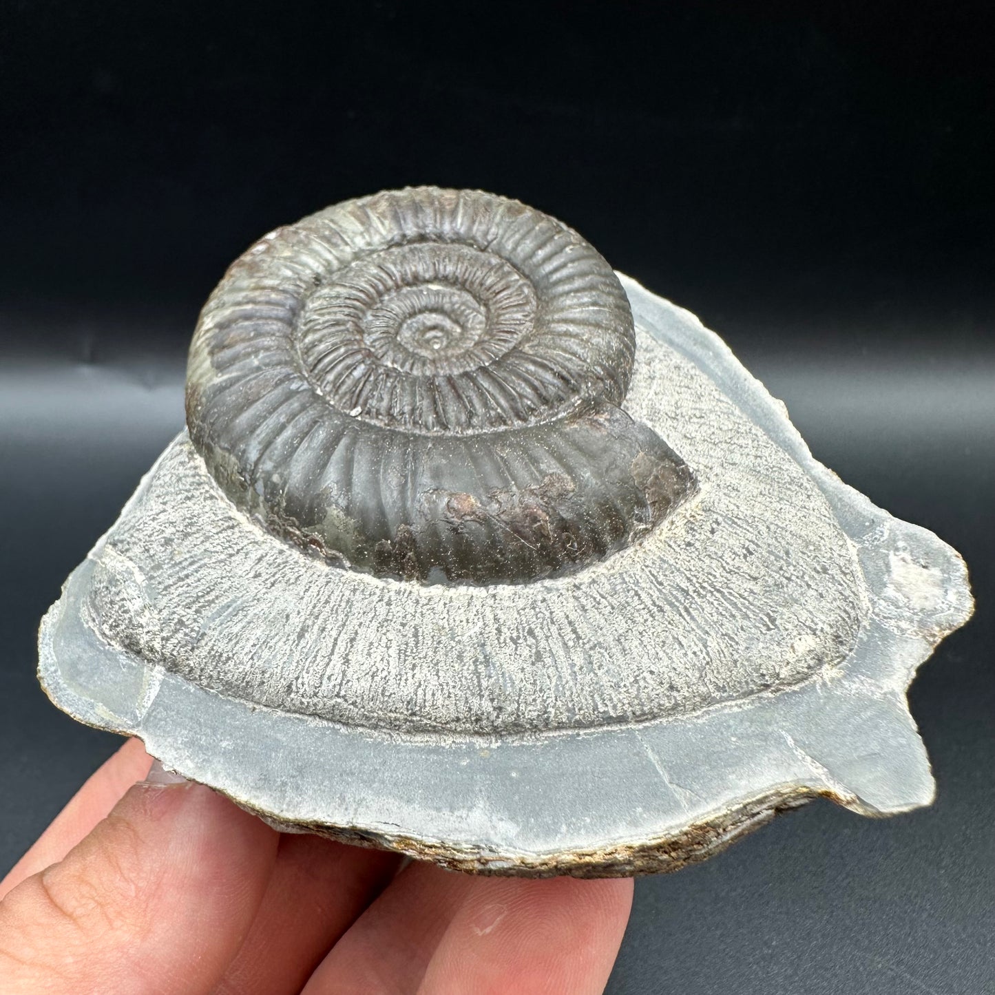 Catacoeloceras Sp. ammonite fossil with box and stand- Whitby, North Yorkshire Jurassic Coast Yorkshire Fossils