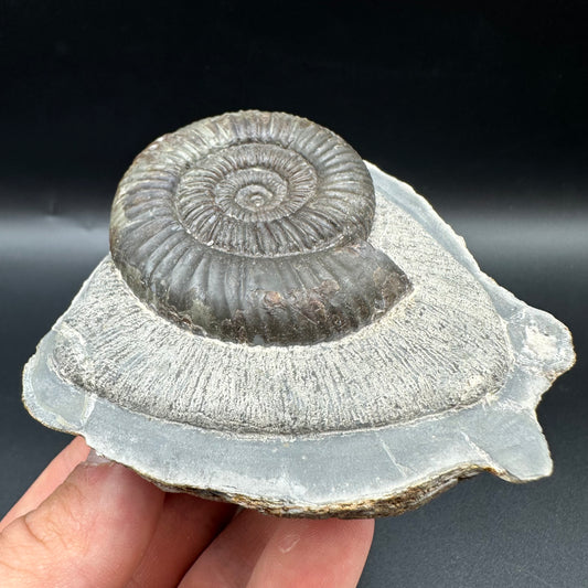 Catacoeloceras Sp. ammonite fossil with box and stand- Whitby, North Yorkshire Jurassic Coast Yorkshire Fossils