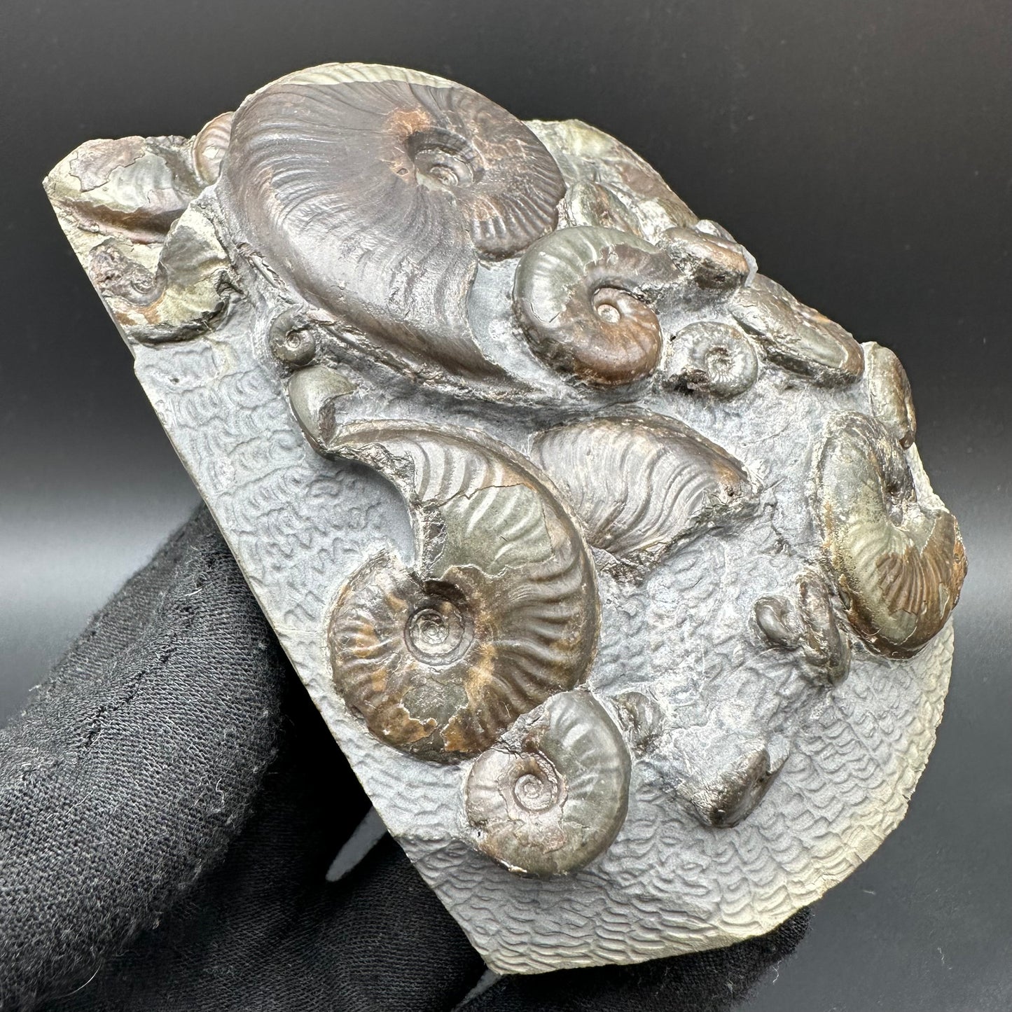 Eleganticeras Elegantulum ammonite with box and stand - Whitby, North Yorkshire Jurassic Coast, Yorkshire Fossils