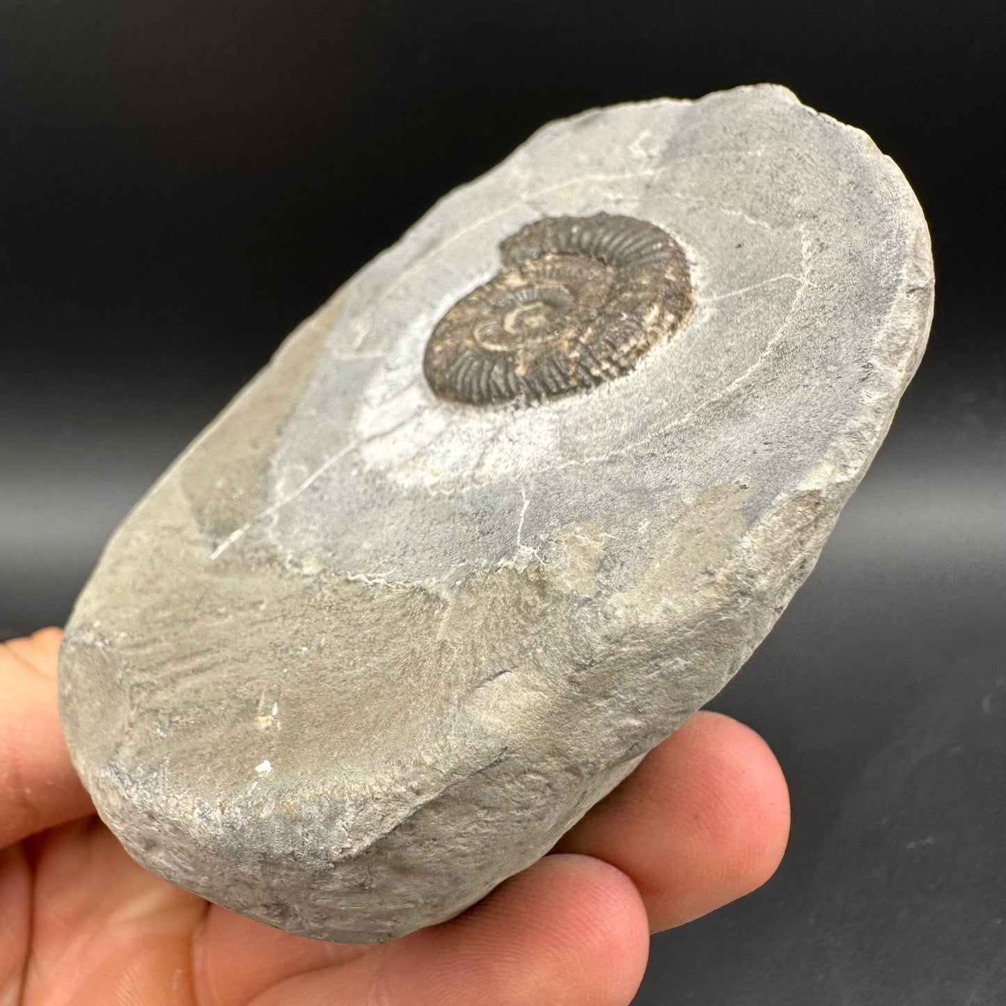 Dactylioceras Ammonite Fossil With Box And Stand - Whitby, North Yorkshire Jurassic Coast Yorkshire Fossils