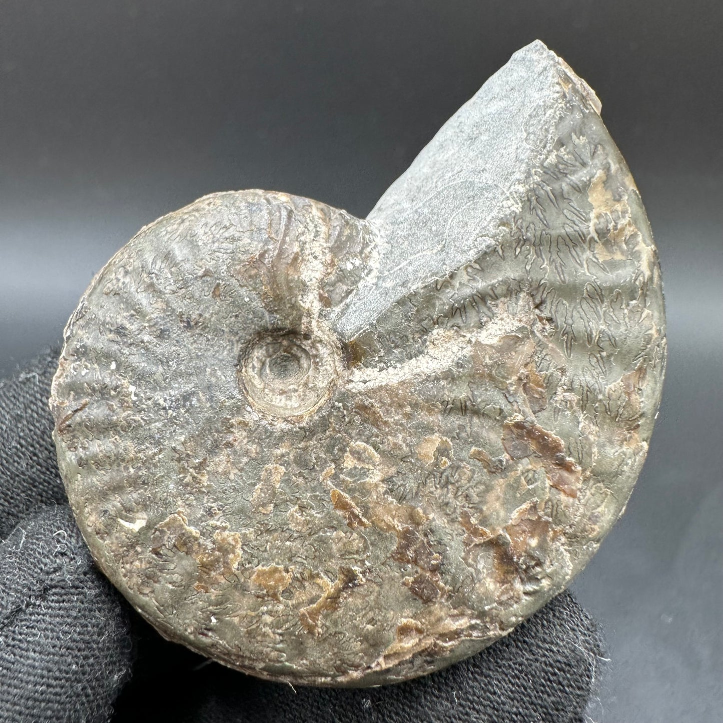 Pseudolioceras lythense Ammonite fossil with box and stand - Whitby, North Yorkshire, Yorkshire Fossils on the Jurassic Coast