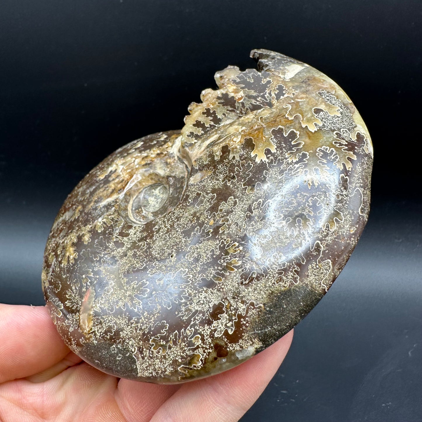 Cleoniceras Ammonite Fossil With Box And Stand - Cretaceous Ammonite Madagascar