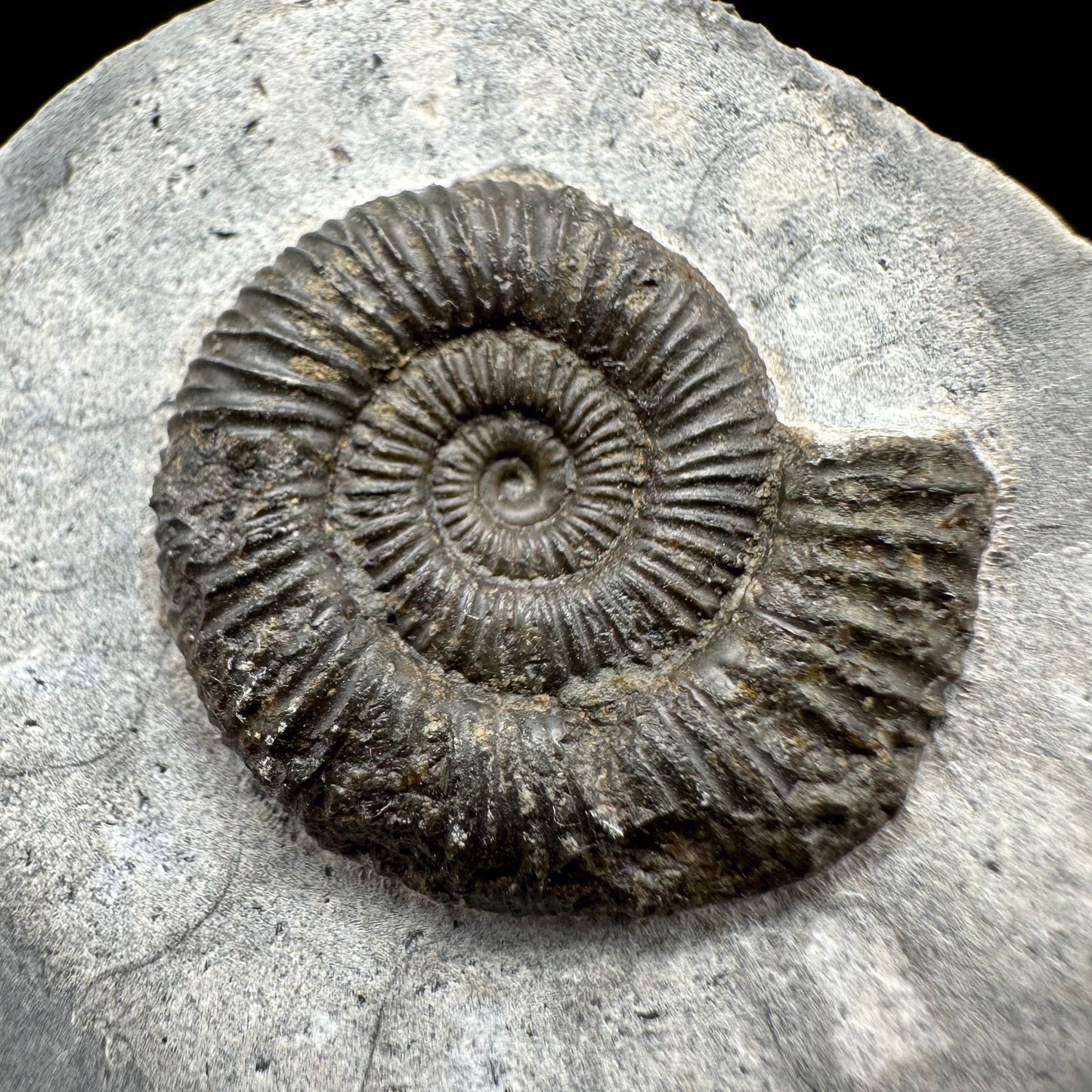Dactylioceras Ammonite Fossil With Box And Stand - Whitby, North Yorkshire Jurassic Coast Yorkshire Fossils