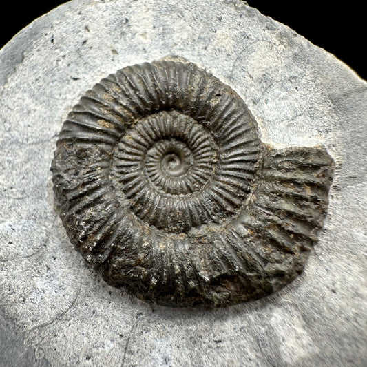 Dactylioceras Ammonite Fossil With Box And Stand - Whitby, North Yorkshire Jurassic Coast Yorkshire Fossils