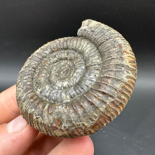 Dactylioceras Ammonite Fossil With box and Stand - Whitby, North Yorkshire Jurassic Coast Yorkshire Fossils