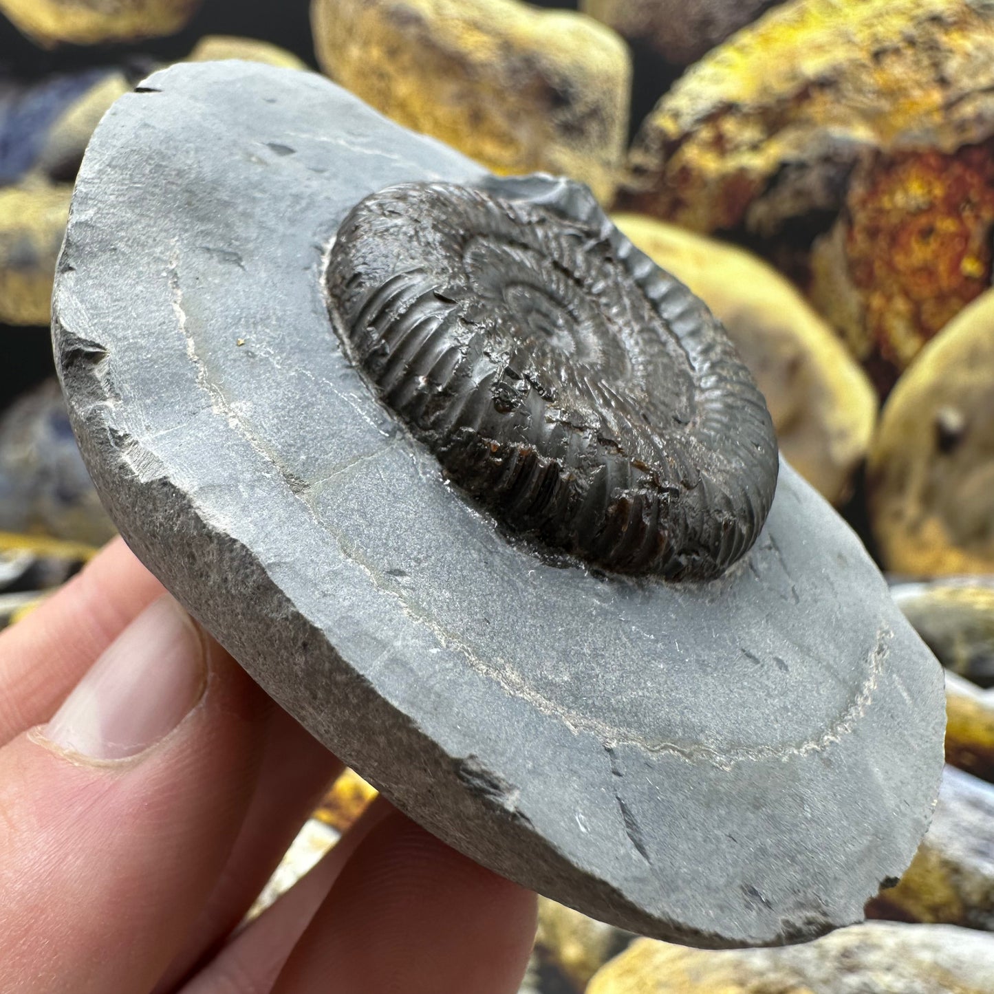 Dactylioceras ammonite fossil - Whitby, North Yorkshire Jurassic Coast Yorkshire Fossils