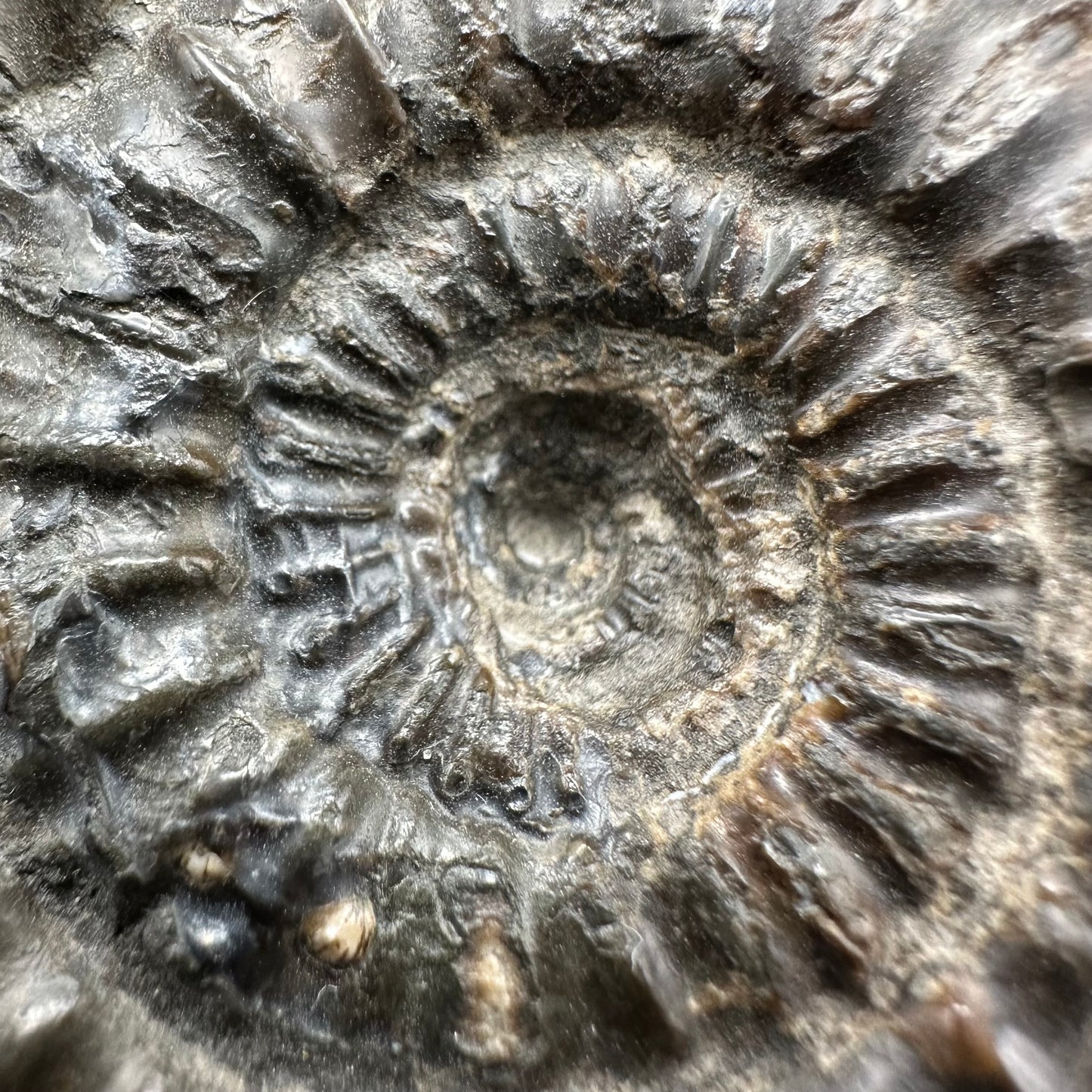 Catacoeloceras Sp. ammonite fossil with box and stand- Whitby, North Yorkshire Jurassic Coast Yorkshire Fossils