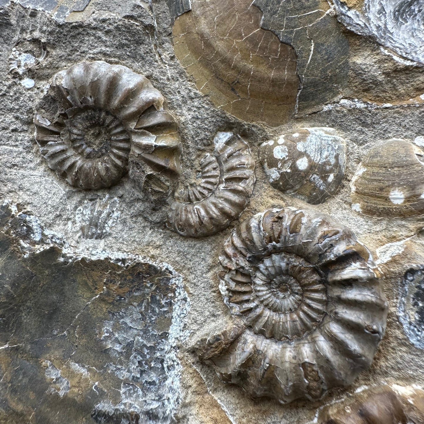 Androgynoceras capricornus Ammonite Fossil With Stand - Whitby, North Yorkshire Jurassic Coast Yorkshire Fossils