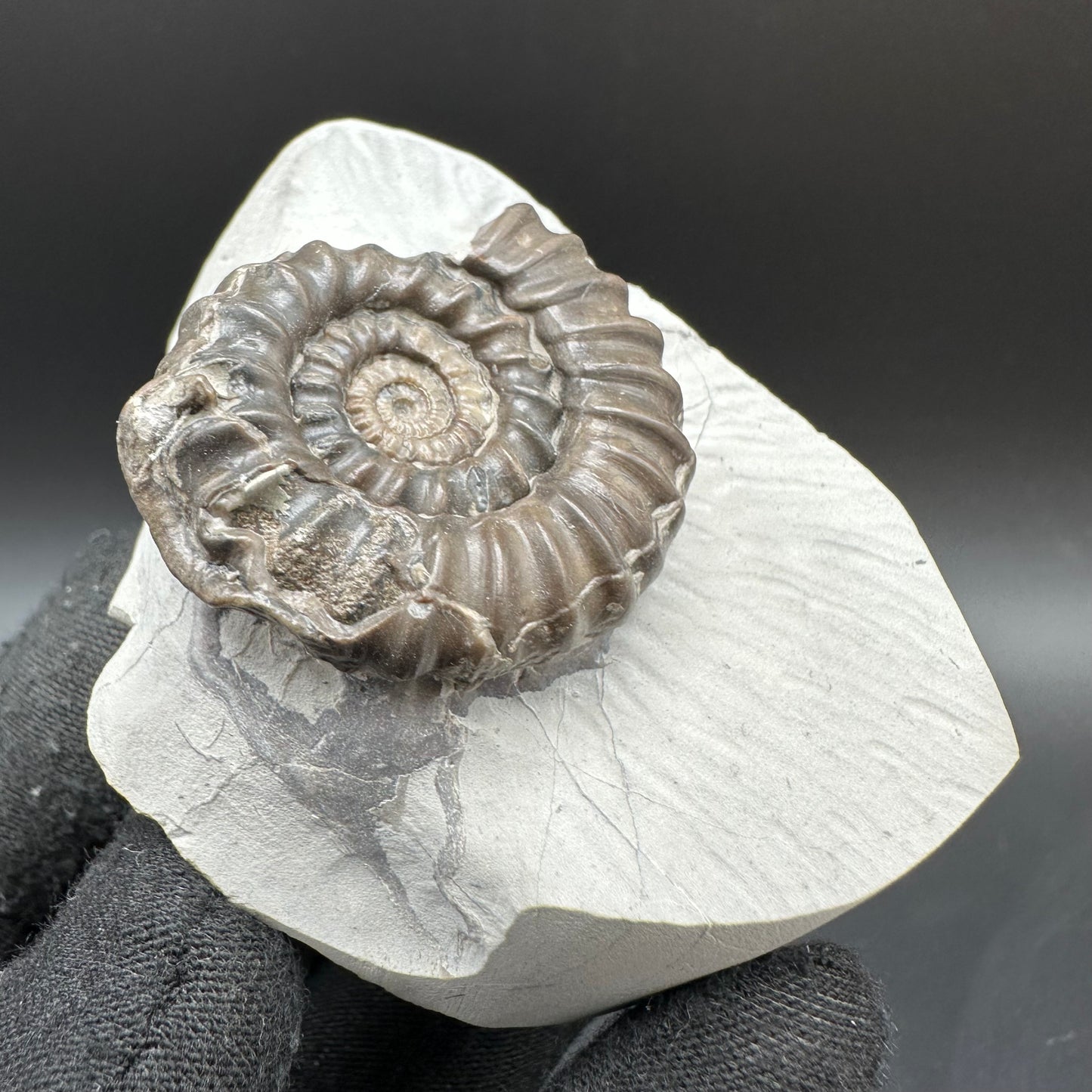 Gagaticeras Ammonite fossil with box and stand - Whitby, North Yorkshire Jurassic Coast Yorkshire Fossils