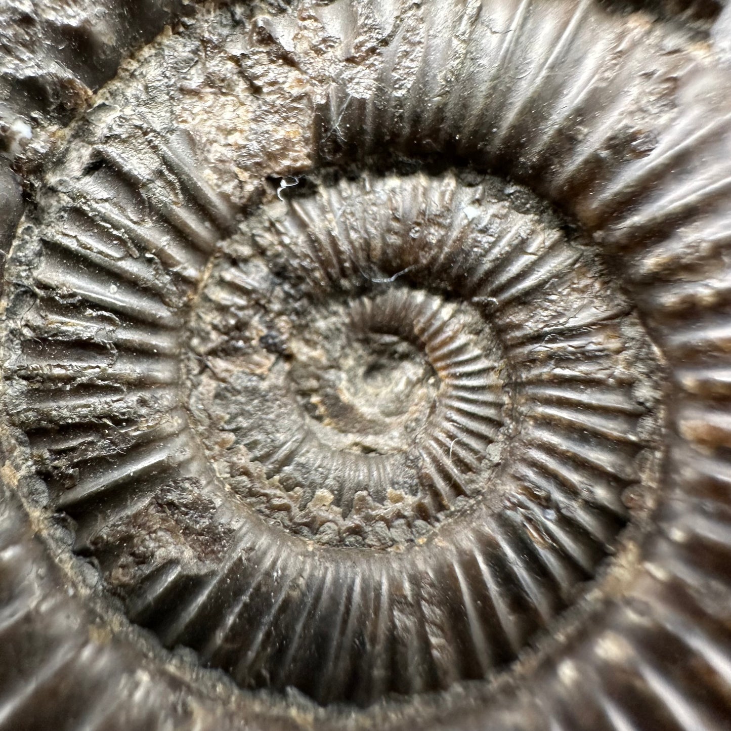 Dactylioceras Ammonite Fossil With Box And Stand - Whitby, North Yorkshire Jurassic Coast Yorkshire Fossils