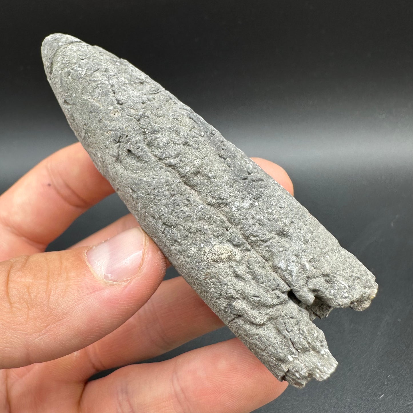 Belemnite (Fossil Squid) shell fossil with box and stand - Whitby, North Yorkshire Jurassic Coast Yorkshire Fossils