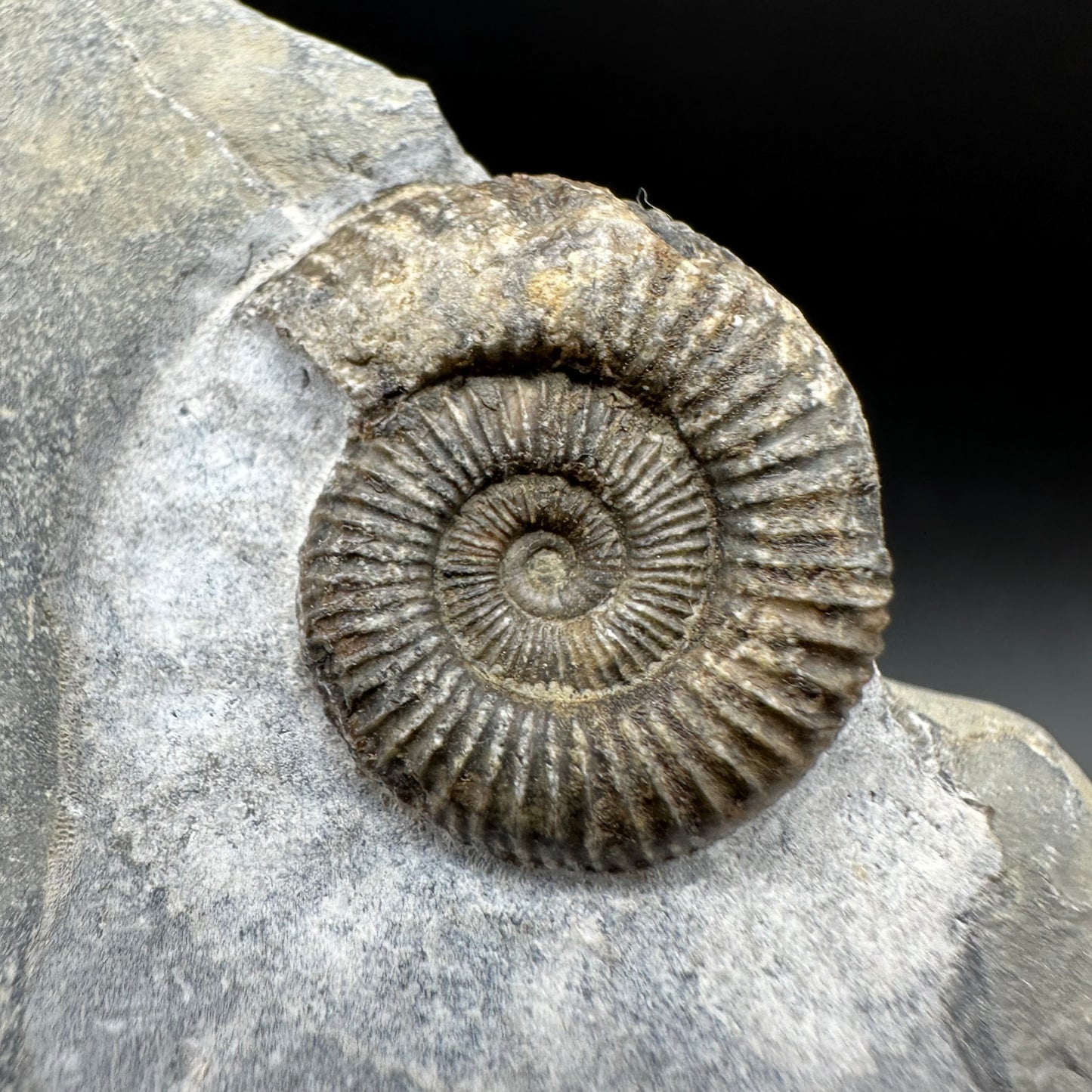 Dactylioceras Ammonite Fossil With Box And Stand - Whitby, North Yorkshire Jurassic Coast Yorkshire Fossils