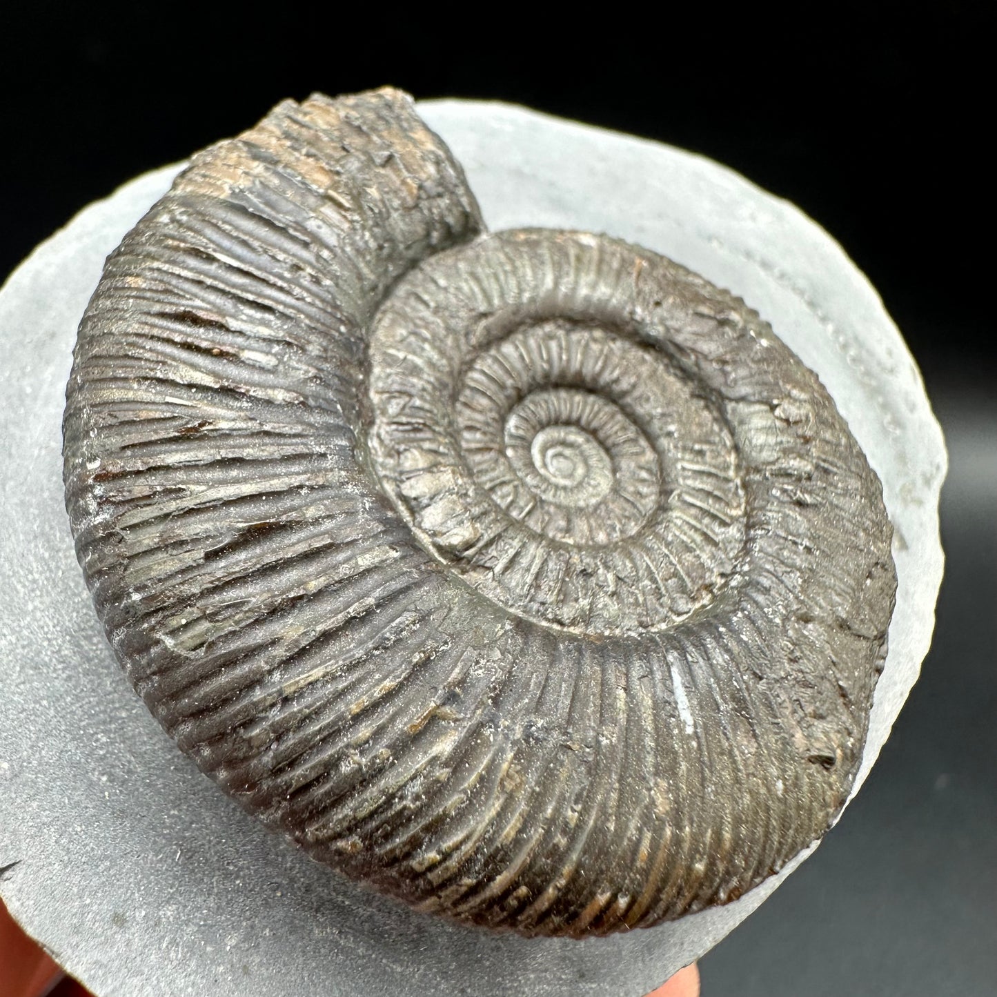Dactylioceras semicelatum Ammonite fossil with box and stand - Whitby, North Yorkshire Jurassic Coast Yorkshire Fossils