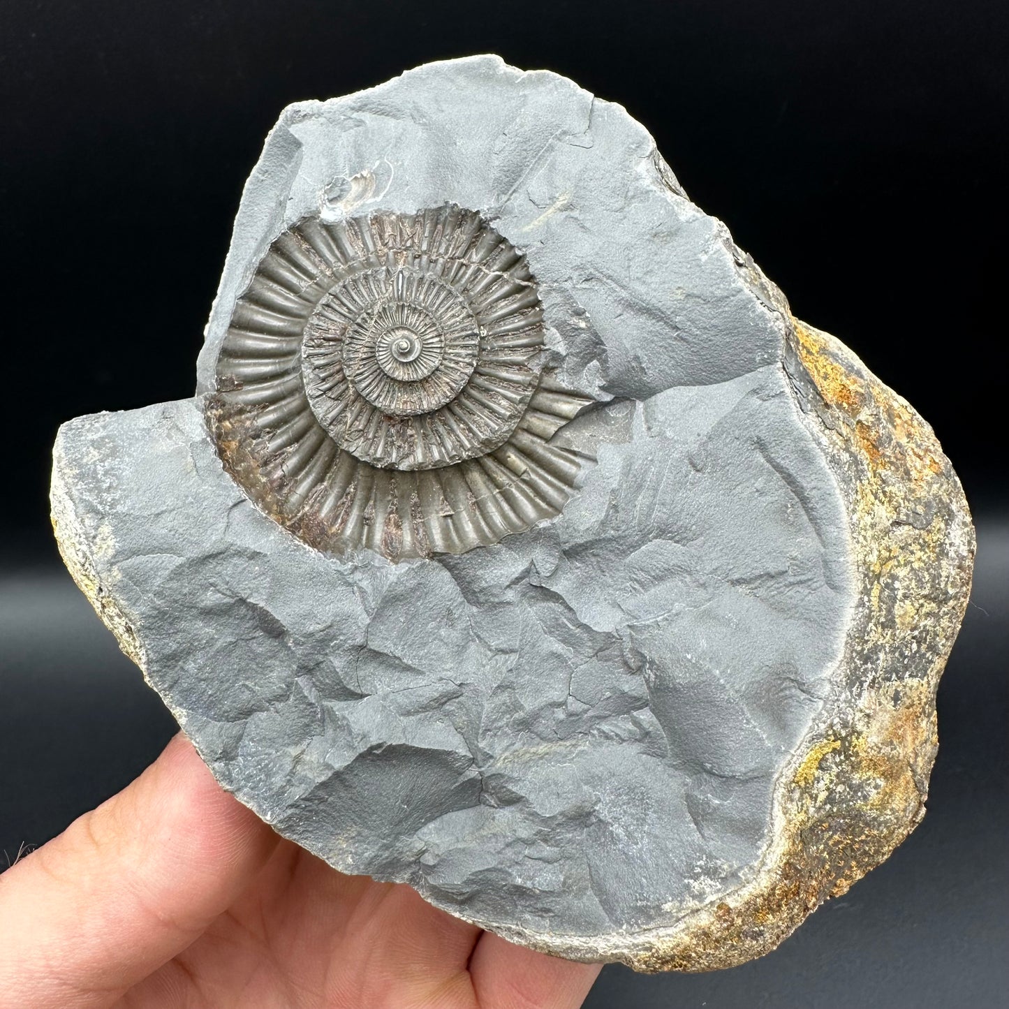Dactylioceras Ammonite nodule (split pair) Fossil With Stand - Whitby, North Yorkshire Jurassic Coast Yorkshire Fossils