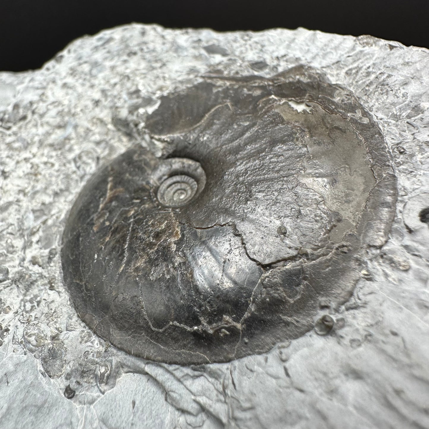 Oxynoticeras ammonite fossil with box and stand - Whitby, North Yorkshire Jurassic Coast Yorkshire Fossils