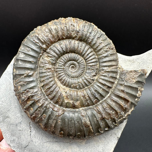 Dactylioceras Ammonite Fossil With Box And Stand - Whitby, North Yorkshire Jurassic Coast Yorkshire Fossils