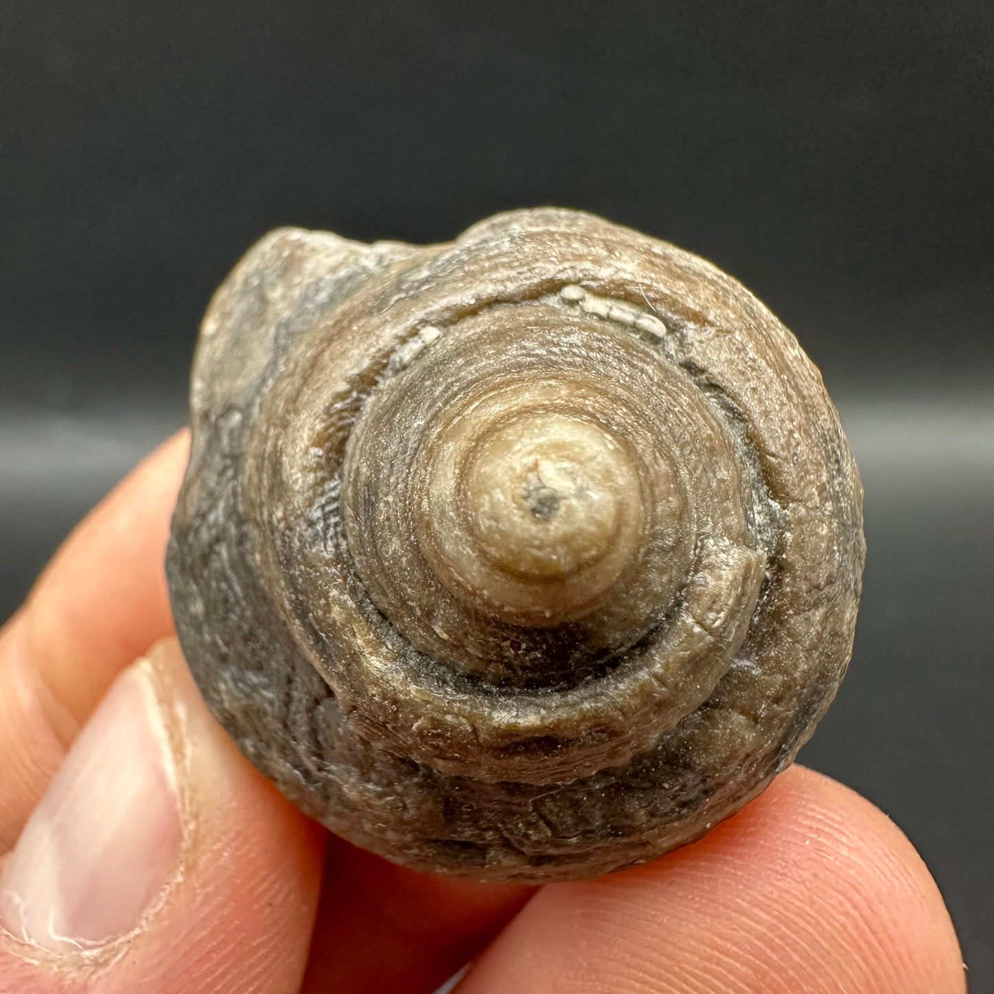 Gastropod Shell Fossil With Box And Stand - Whitby, North Yorkshire, Jurassic Coast, Yorkshire Fossils