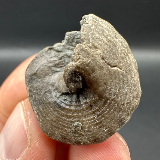 Gastropod Shell Fossil With Box And Stand - Whitby, North Yorkshire, Jurassic Coast, Yorkshire Fossils