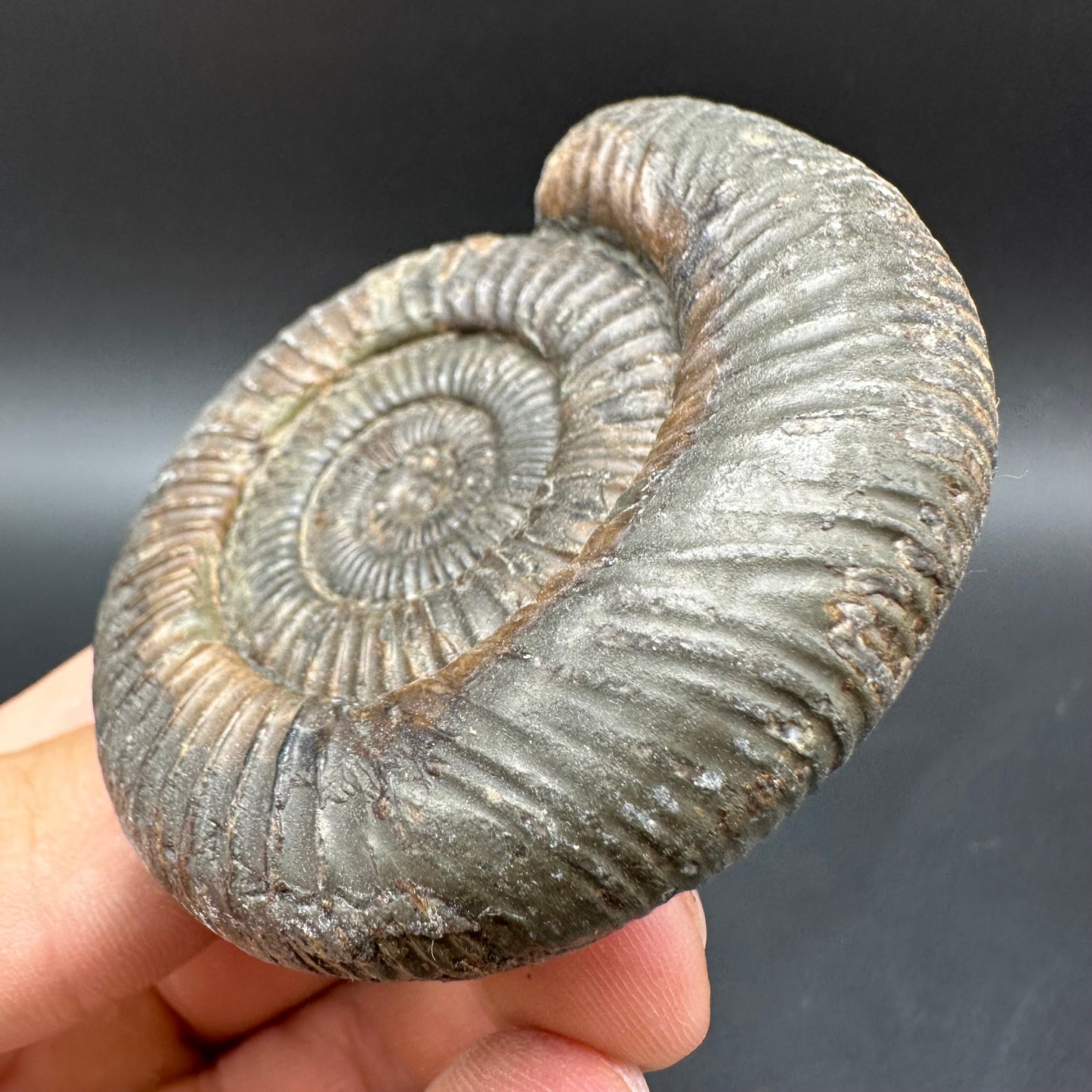 Dactylioceras Ammonite Fossil With Box And Stand - Whitby, North Yorkshire Jurassic Coast Yorkshire Fossils