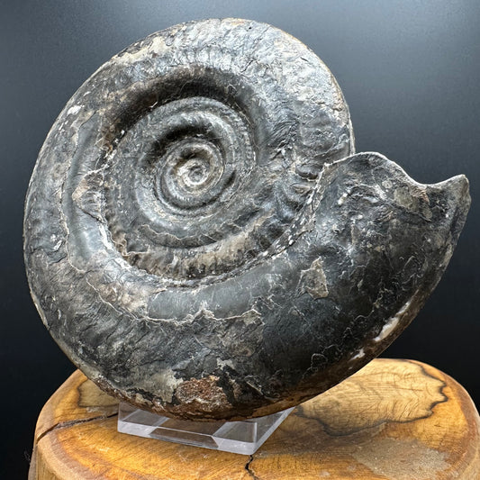 Hildoceras Bifrons Ammonite fossil with stand - Whitby, North Yorkshire Jurassic Coast, Yorkshire Fossils from the Jurassic Coast