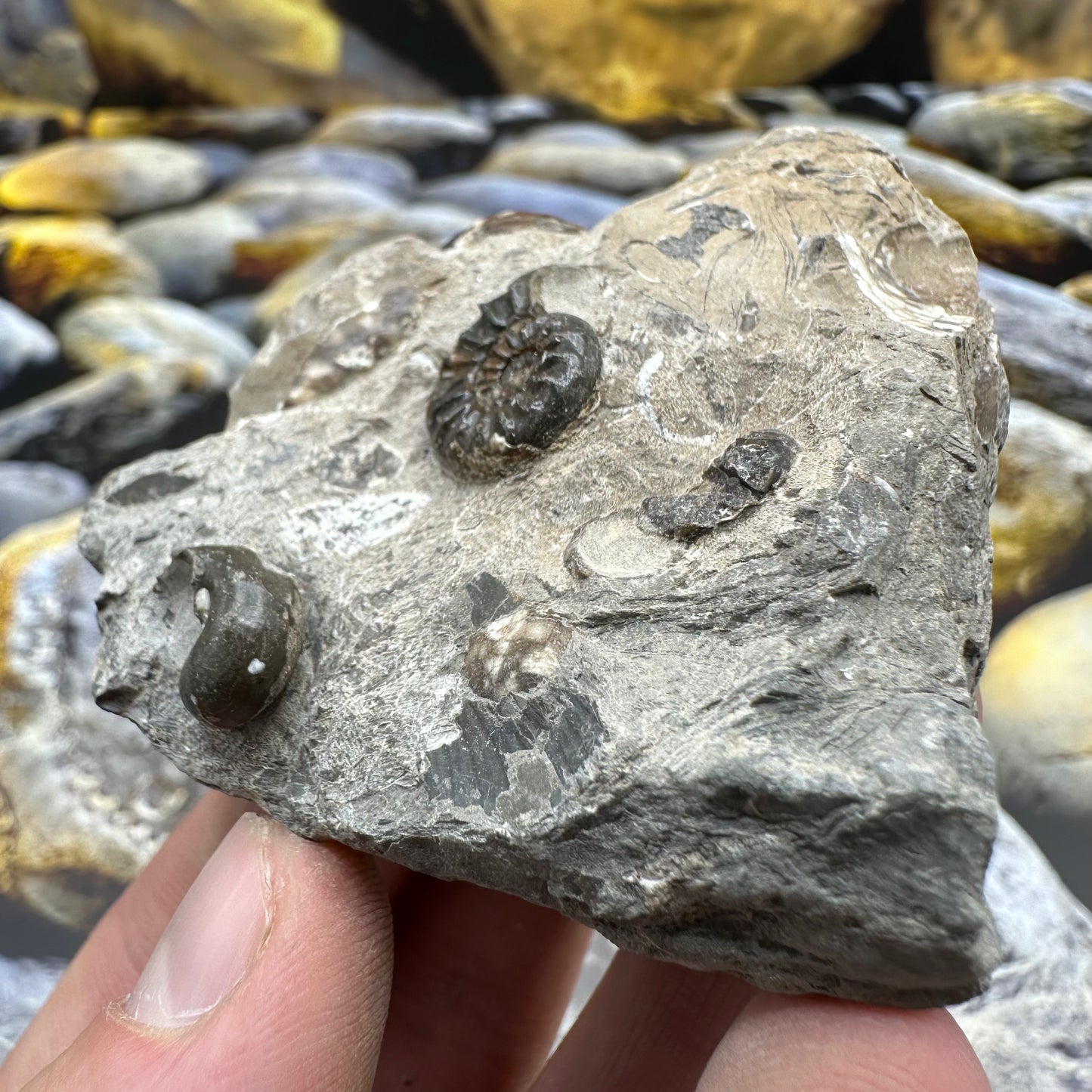 Amaltheus subnodosus ammonite fossil - Whitby, North Yorkshire Jurassic Coast, Yorkshire Fossils