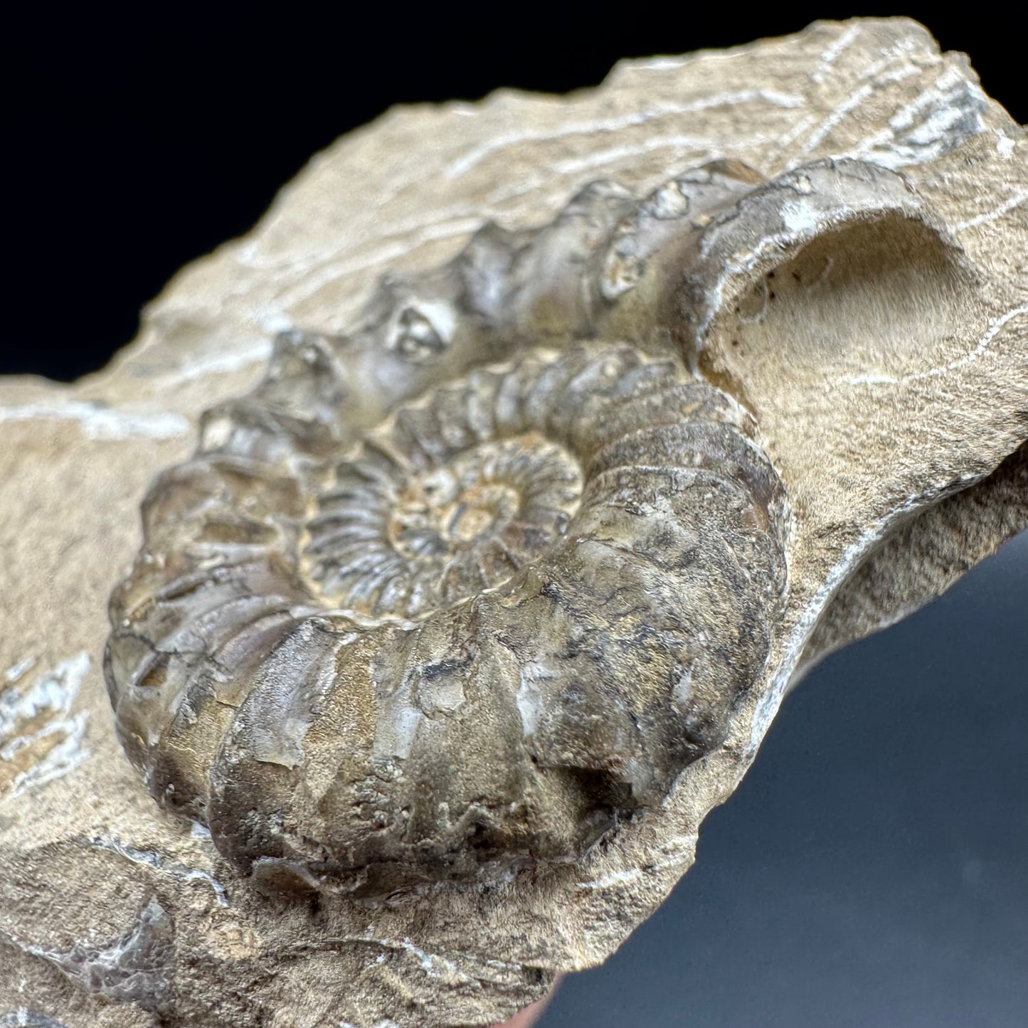 Androgynoceras capricornus Ammonite fossil with box and stand - Whitby, North Yorkshire Jurassic Coast Yorkshire Fossils