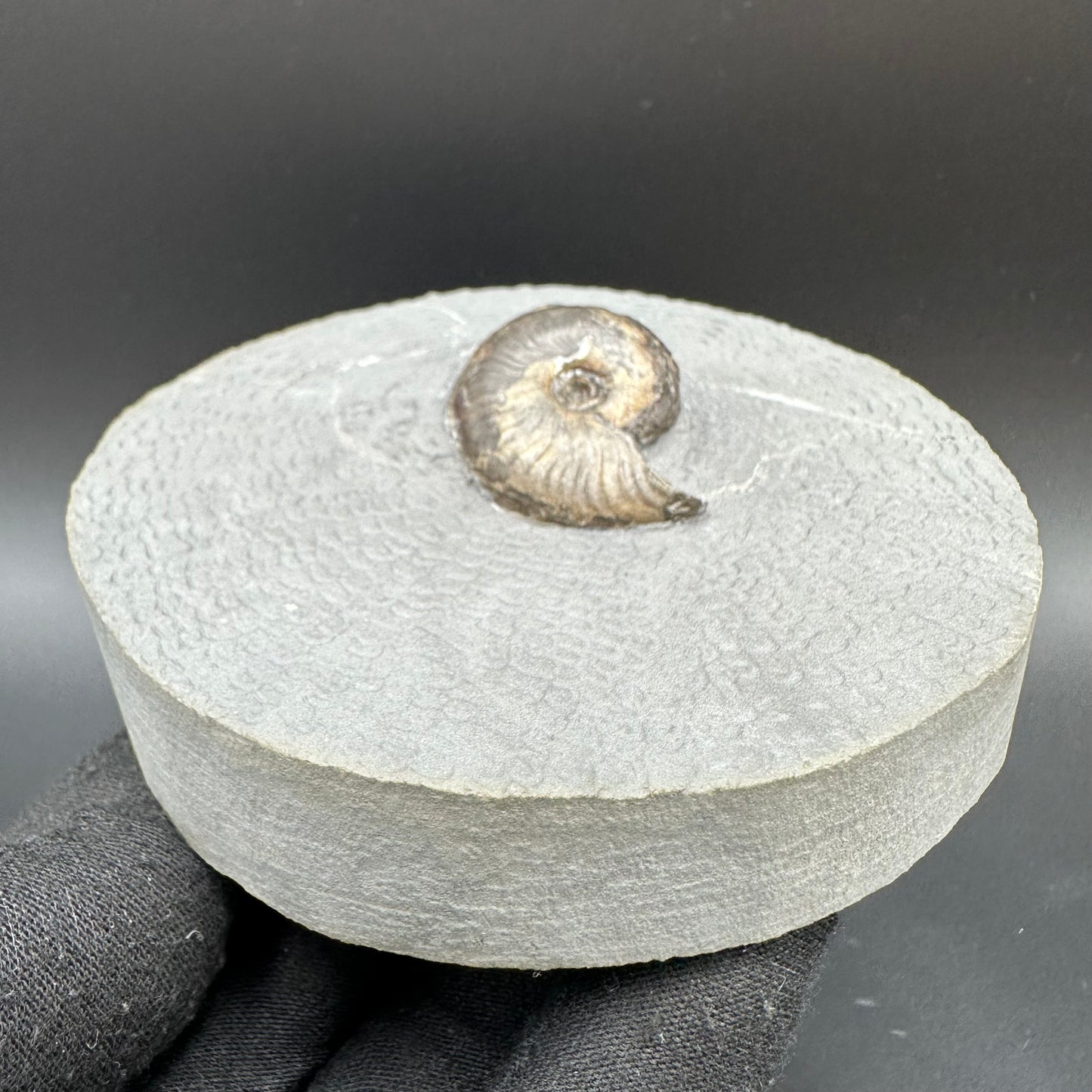 Eleganticeras Elegantulum ammonite with box and stand - Whitby, North Yorkshire Jurassic Coast, Yorkshire Fossils