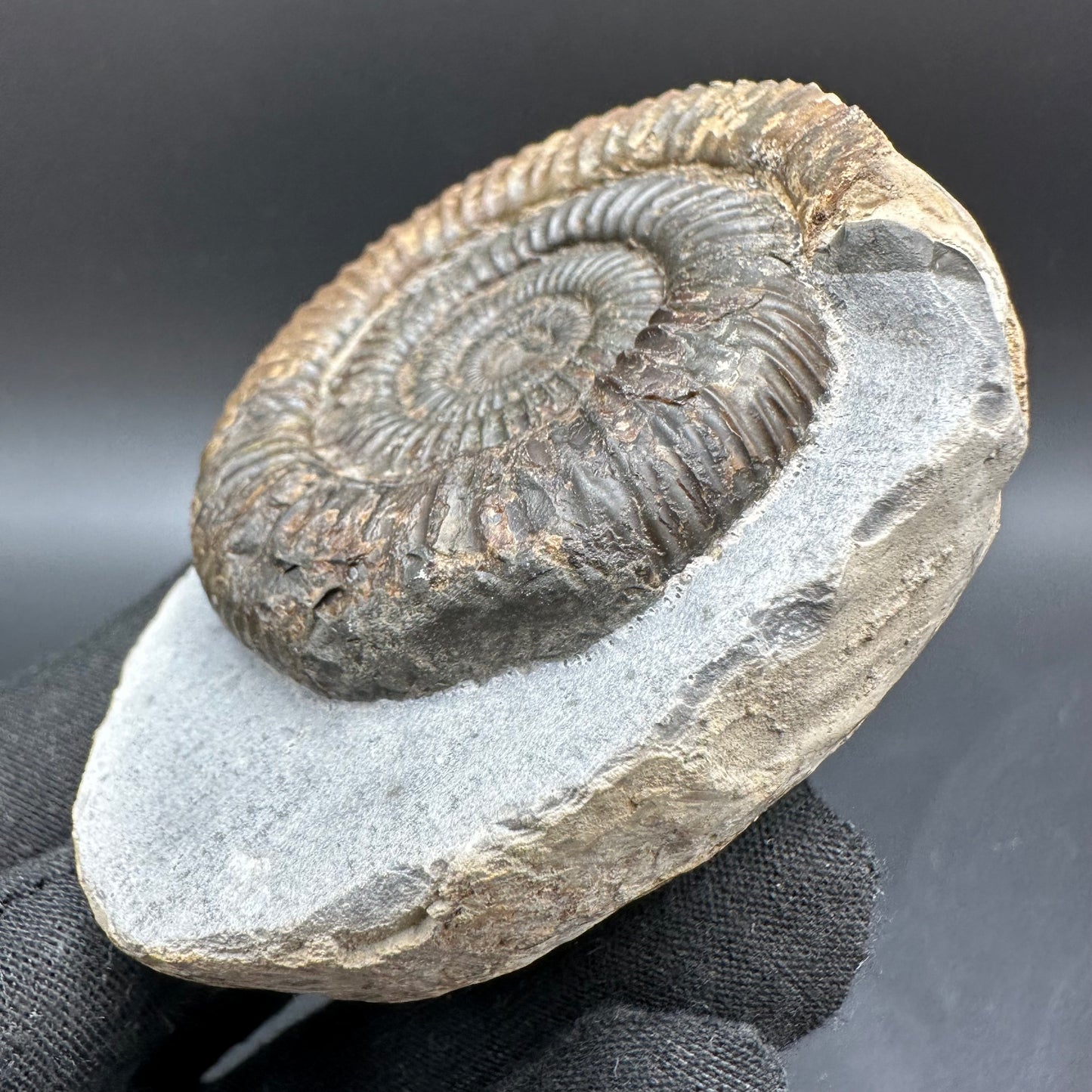 Dactylioceras Ammonite Fossil With Box And Stand - Whitby, North Yorkshire Jurassic Coast Yorkshire Fossils