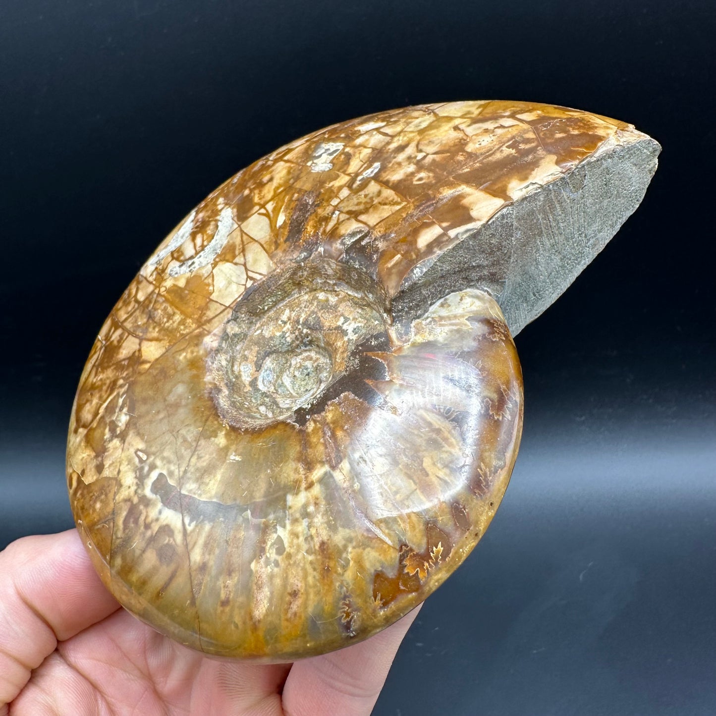 Cleoniceras Ammonite Fossil With Stand - Cretaceous Ammonite Madagascar
