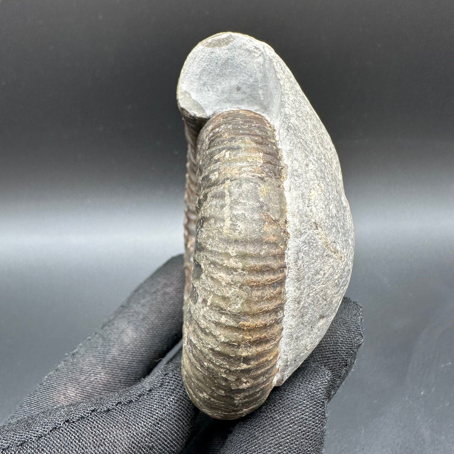Dactylioceras Ammonite Fossil With Box And Stand - Whitby, North Yorkshire Jurassic Coast Yorkshire Fossils