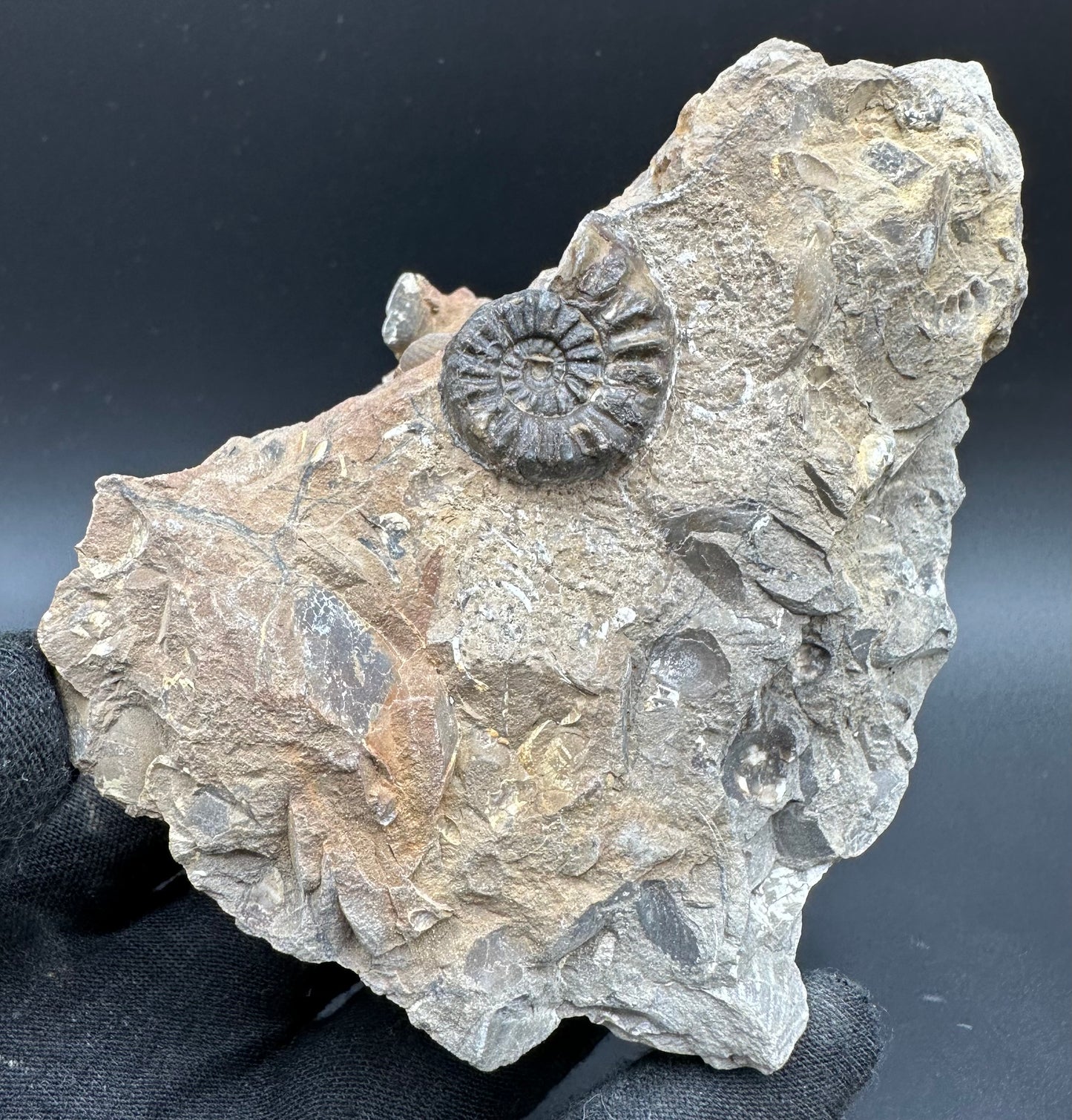 Amaltheus subnodosus Ammonite fossil with box and stand - Whitby, North Yorkshire Jurassic Coast Yorkshire Fossils