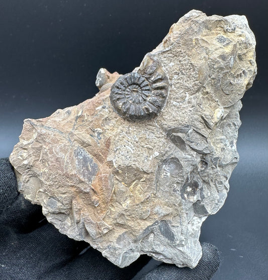 Amaltheus subnodosus Ammonite fossil with box and stand - Whitby, North Yorkshire Jurassic Coast Yorkshire Fossils